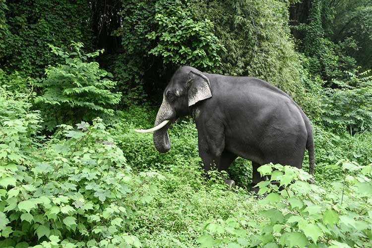 Wild elephant in the forest of Periyar Nature reserve in Thekkady, Kerala!